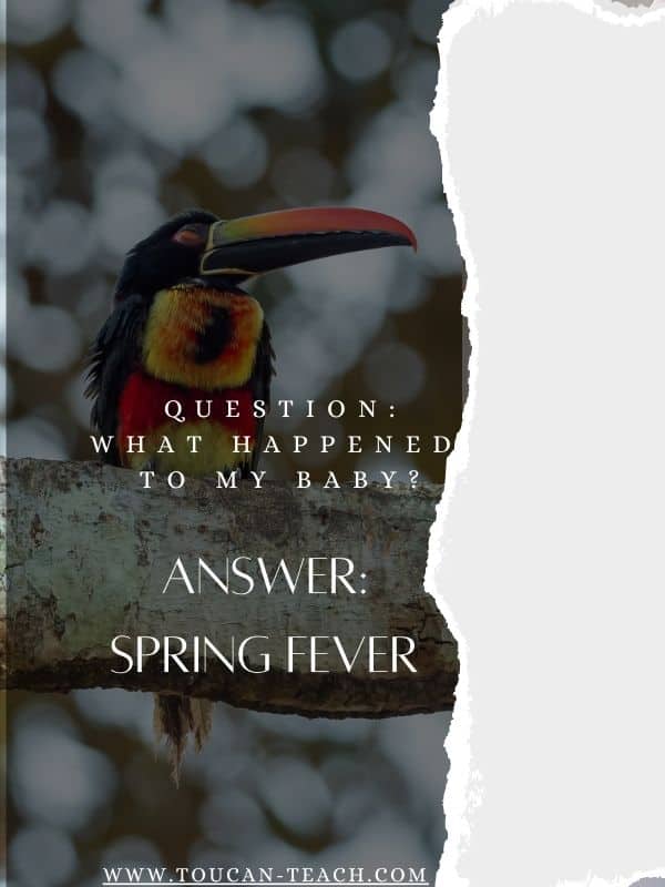 “What happened to my baby?” Spring Fever Tips for Toucans - Toucan Teach